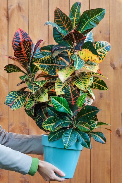 Una donna con un impermeabile e un cappello tiene in mano un fiore di Croton in vaso.