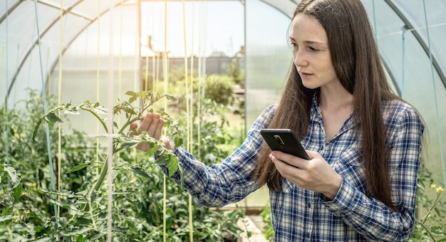 Una donna con un telefono in mano tiene attentamente ed esamina le foglie verdi dei pomodori nella serra