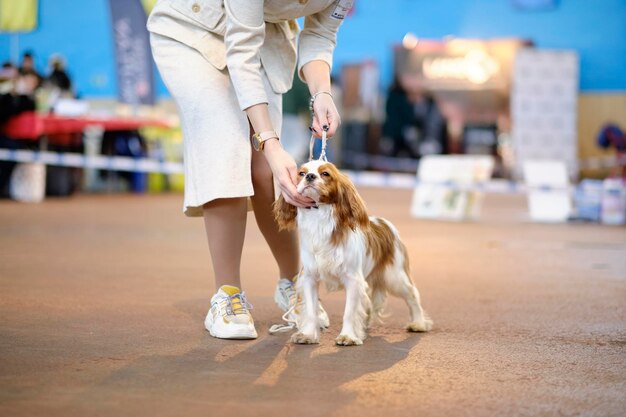 Una donna d'affari mette un King Charles spaniel in una rastrelliera a una mostra canina