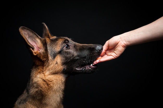 Una donna dà da mangiare a un cucciolo di pastore tedesco dalla sua mano