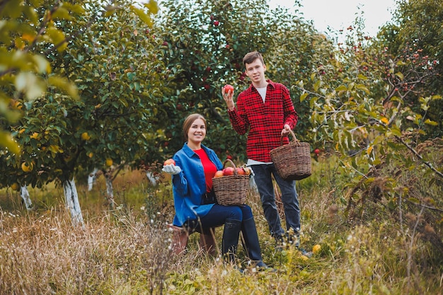 Una donna e un uomo lavorano in un frutteto lei raccoglie mele lui tiene una scatola i giovani stanno raccogliendo mele felici di avere un ricco raccolto il frutto del frutteto di mele è un duro lavoro un affare di famiglia