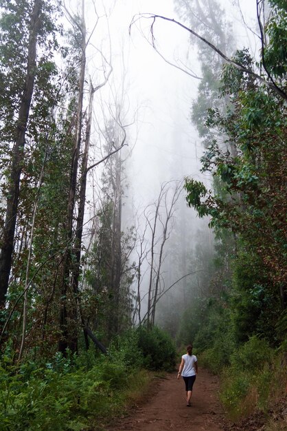 Una donna escursionista cammina lungo una levada circondata da una foresta nebbiosa a Madeira Portogallo