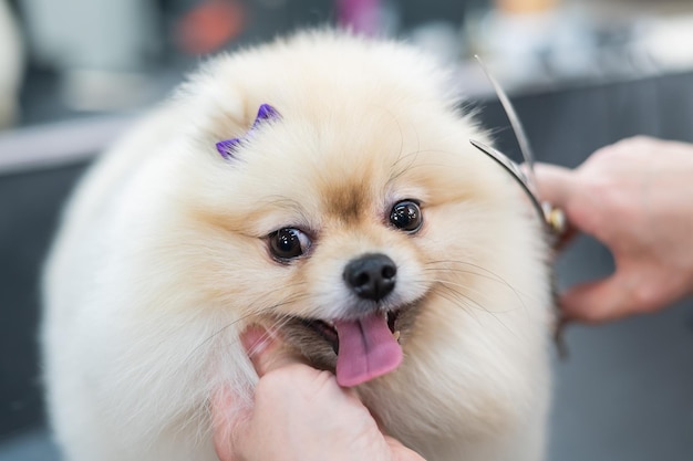 Una donna fa un simpatico cane spitz taglio di capelli pomerania nel salone di toelettatura