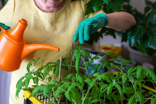 Una donna felice giardiniere invecchiato in guanti sta annaffiando piantine di pomodoro Cura delle piante di giardinaggio domestico