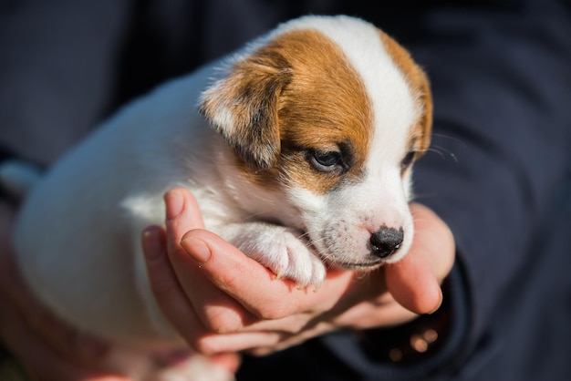 Una donna ha adottato un cucciolo da un canile