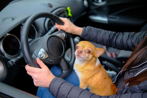 Una donna in macchina con un chihuahua