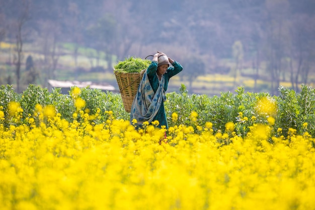 Una donna in un campo di fiori di senape