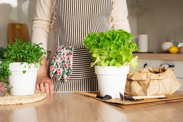 Una donna in un grembiule pianta la lattuga in un vaso di terra usando mini attrezzi da giardino. Orto domestico con lattuga, rosmarino e microgreens in cucina.