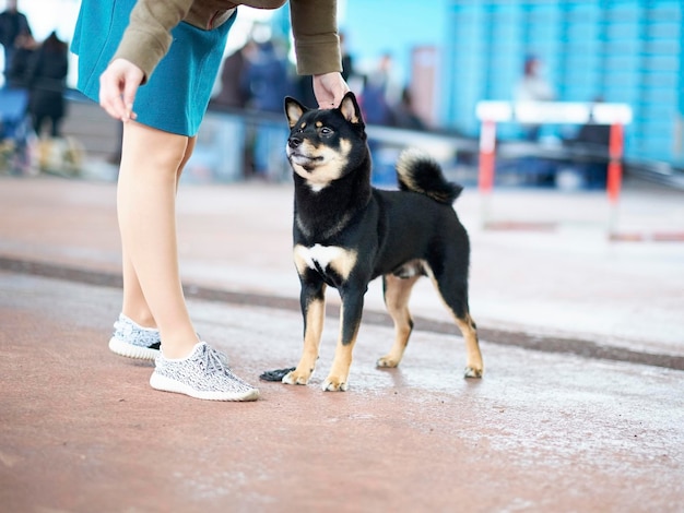 Una donna insegna a un bellissimo e felice cane Shiba Inu a stare in piedi