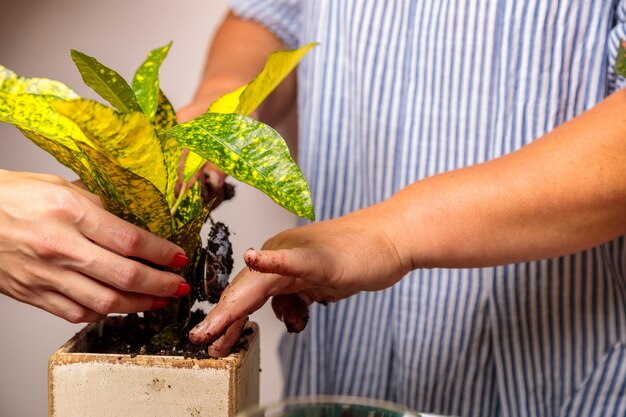 Una donna mette la terra in un nuovo vaso di ceramica con un fiore trapiantato