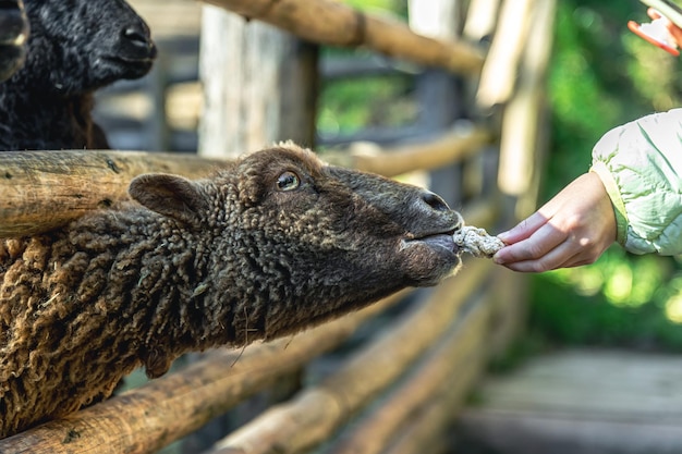 Una donna nutre una pecora in un primo piano dello zoo