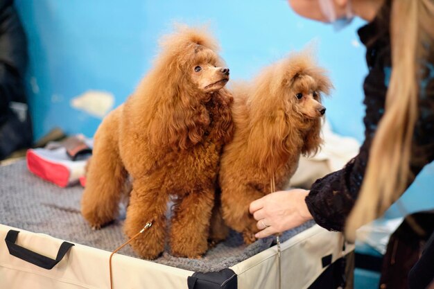 Una donna prepara i barboncini color albicocca da mostrare a una mostra canina