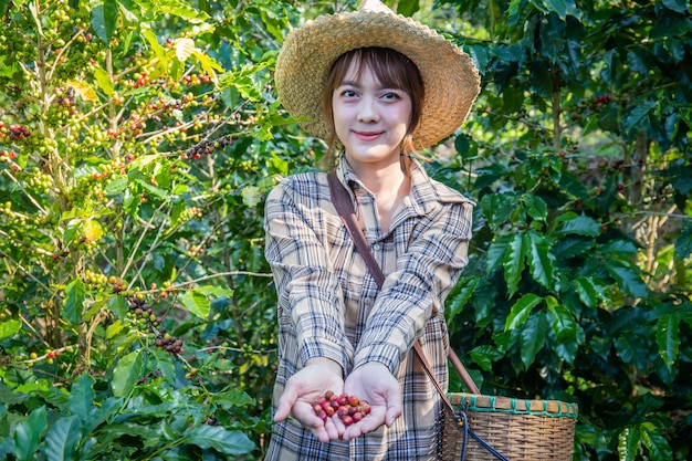 una donna raccoglie caffè fresco da un albero in una piantagione di cesti a Doi Chang Chiang Rai Thailandia