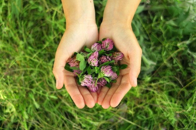 una donna raccoglie fiori di trifoglio e prepara gli ingredienti per la medicina tradizionale