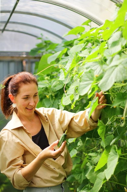 Una donna raccoglie i cetrioli in una serra la tua agricoltura come hobby estivo