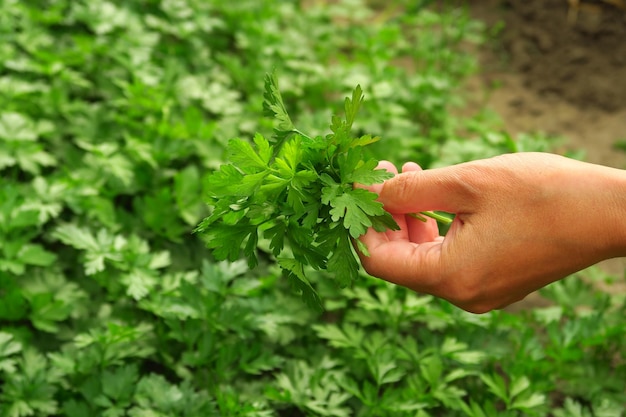 una donna raccoglie il prezzemolo nel giardinaggio domestico del giardino e nella coltivazione del concetto di verde