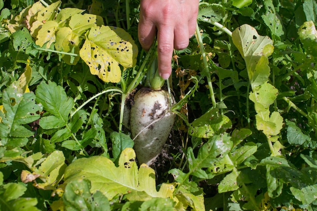 Una donna raccoglie ravanelli daikon bianchi in giardino Le mani delle donne