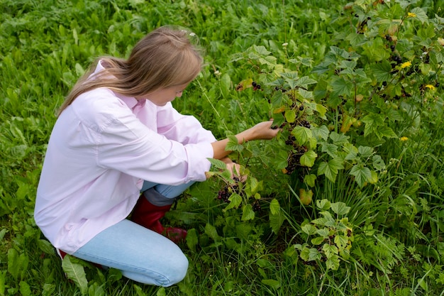 Una donna raccoglie ribes nero Bacche mature di ribes nero su un ramo