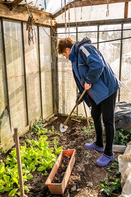 Una donna scava in una serra di lattuga fresca nel giardinaggio in serra