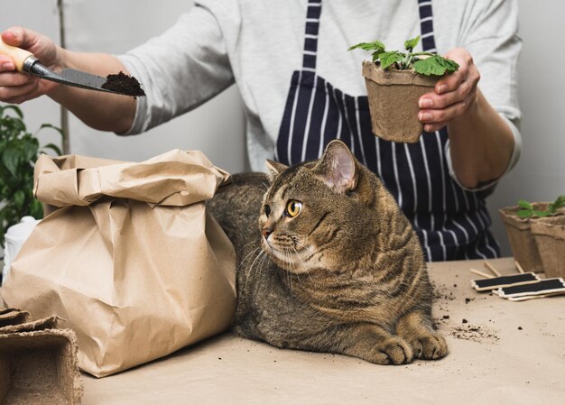 Una donna sta piantando piante in bicchieri di plastica di carta sul tavolo accanto a un gatto grigio adulto si trova i compiti che crescono i germogli