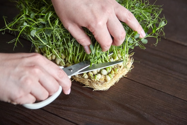 Una donna taglia i giovani germogli di piselli microgreens con le forbici sul tavolo di legno