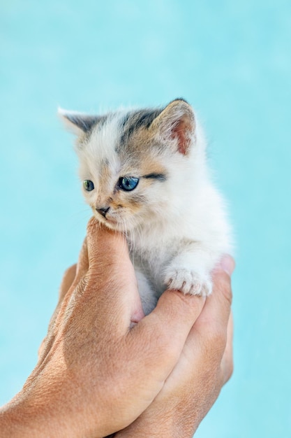 Una donna tiene in mano un piccolo gattino sollevandolo