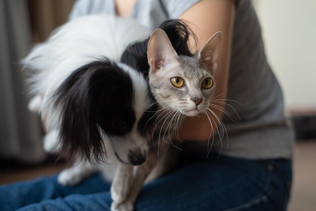 Una donna tiene tra le mani un gatto sfinge pennello e un cane papillon