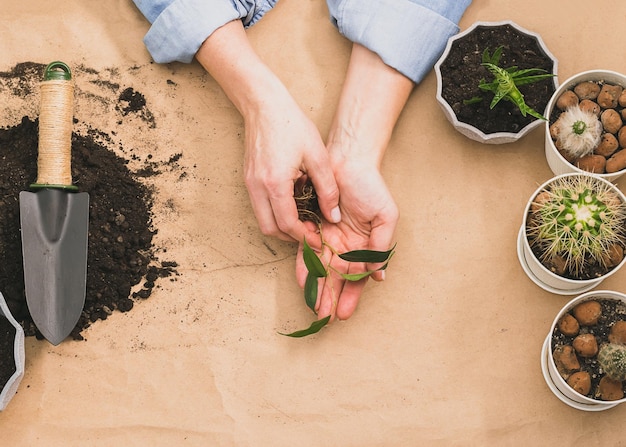 Una donna tiene tra le mani un piccolo germoglio di pianta verde da piantare in un vaso Il concetto di giardinaggio domestico Layout piatto