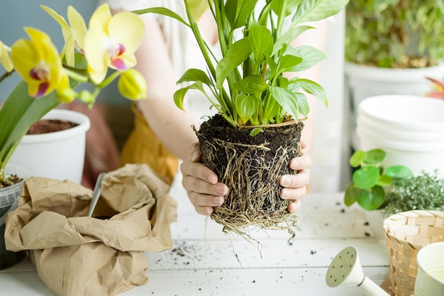 Una donna tiene un fiore con le sue radici nel terreno per trapiantarlo in un nuovo vaso Trapiantare piante