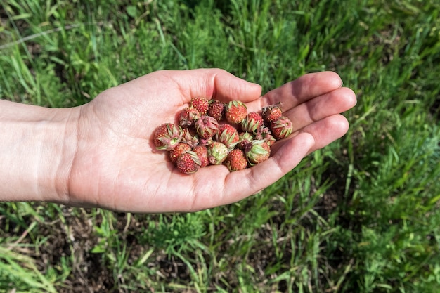 Una donna tiene una manciata di fragole selvatiche mature nel palmo della mano Ricreazione all'aperto