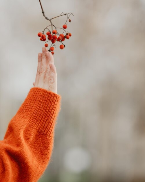 Una donna tocca un ramo di sorbo in autunno Una mano in un maglione arancione mano che regge bacche rosse