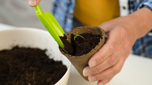 Una donna versa la terra in una pentola con piantine Primo piano Il concetto di giardinaggio domestico agricoltura preparando per piantare piantine in primavera coltivando il proprio cibo a casa