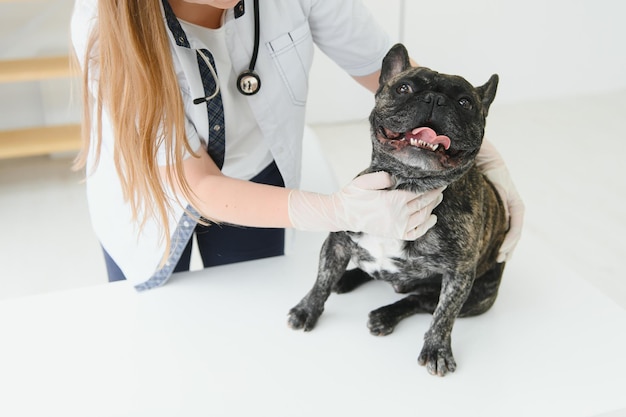 Una donna veterinaria esamina il cane e accarezza il suo Ospedale sanitario per animali con un aiuto professionale per animali domestici