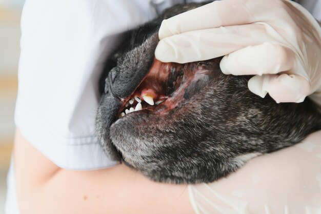 Una donna veterinaria esamina il cane e accarezza il suo Ospedale sanitario per animali con un aiuto professionale per animali domestici