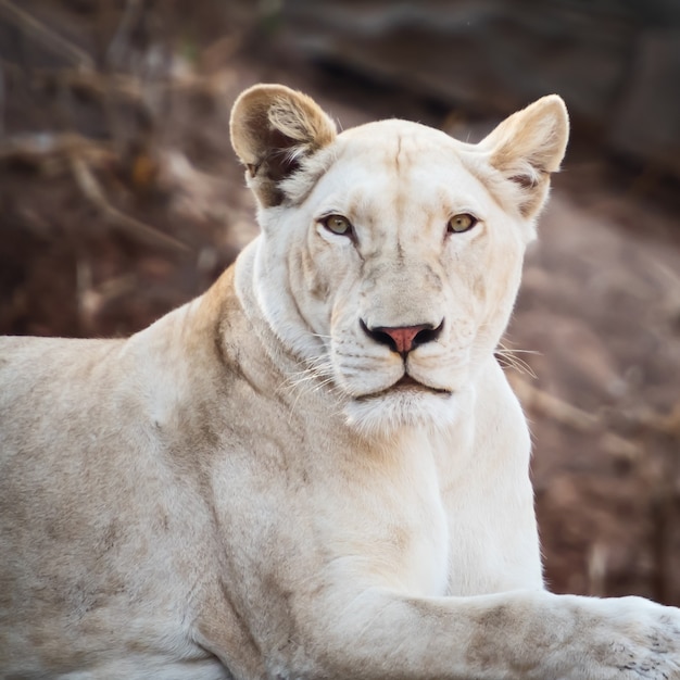 Una faccia di leone bianco primo piano nello zoo