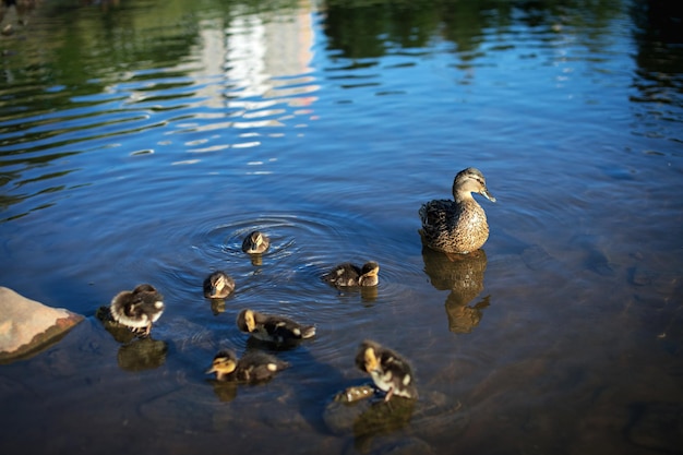 Una famiglia di anatre di fiume selvatiche nuota in uno stagno