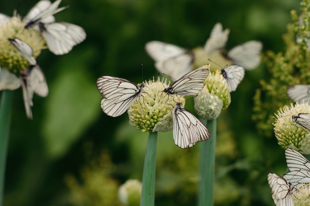 Una famiglia di cavoli farfalla sulle cipolle fiorite