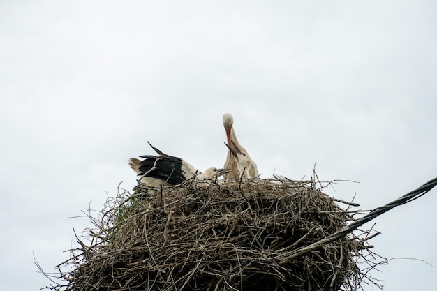 Una famiglia di cicogne si trova in un grande nido su uno sfondo di cielo azzurro e nuvole Un grande nido di cicogna su un palo elettrico di cemento La cicogna è un simbolo della Bielorussia