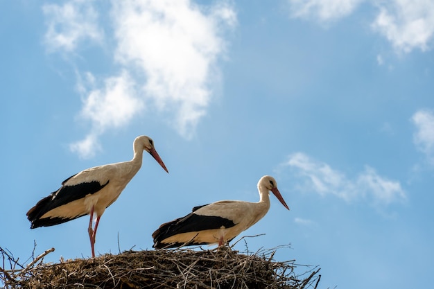 Una famiglia di cicogne si trova in un grande nido su uno sfondo di cielo azzurro e nuvole Un grande nido di cicogna su un palo elettrico di cemento La cicogna è un simbolo della Bielorussia