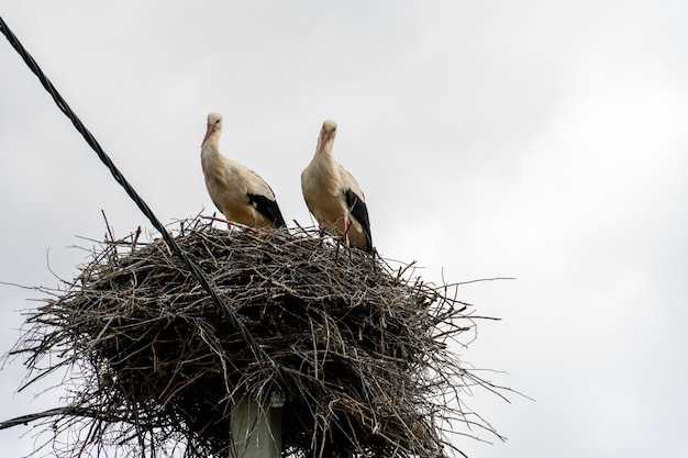 Una famiglia di cicogne si trova in un grande nido su uno sfondo di cielo azzurro e nuvole Un grande nido di cicogna su un palo elettrico di cemento La cicogna è un simbolo della Bielorussia