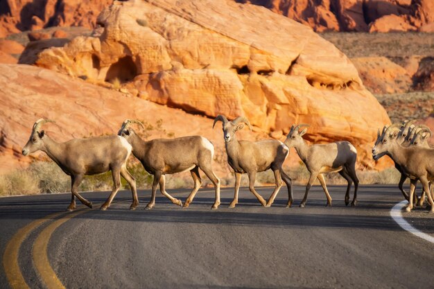 Una famiglia di femmine di pecore Bighorn del deserto che attraversa la strada nel Parco statale della Valle del fuoco