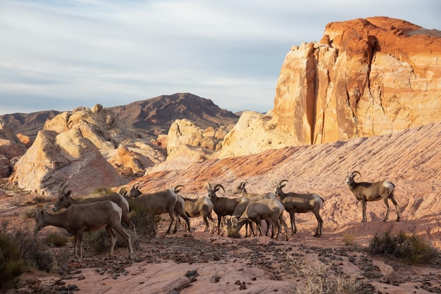 Una famiglia di femmine di pecore Bighorn del deserto nella Valle del fuoco