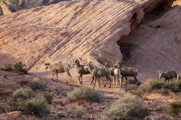 Una famiglia di femmine di pecore Bighorn del deserto nella Valle del fuoco