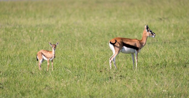 Una famiglia di gazzelle Thomson nella savana del Kenya