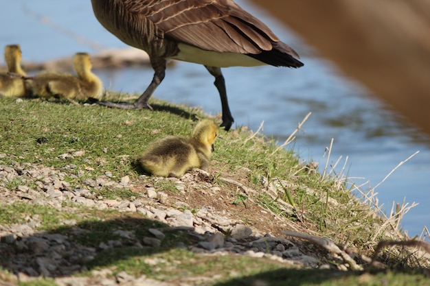 Una famiglia di oche canadesi sul grande fiume in Caledonia Ontario