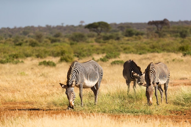 Una famiglia di zebre pascola nella savana del Kenya a Samburu