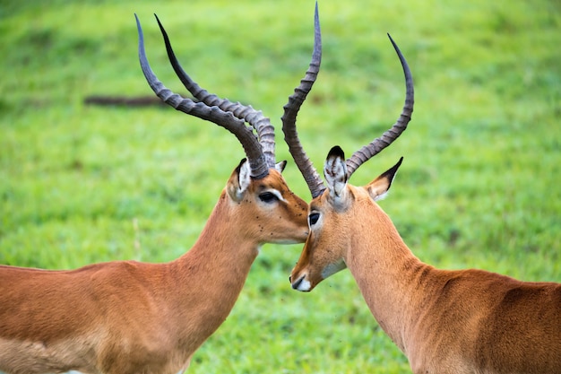 Una famiglia Impala su un paesaggio erboso nella savana del Kenya