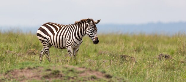 Una famiglia Zebra pascola nella savana in prossimità di altri animali