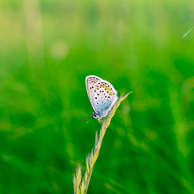 Una farfalla blu disseminata d'argento Plebejus argus sta riposando e sedendosi sull'erba contro uno sfondo verde sfocato Piccola farfalla blu comune in habitat naturale