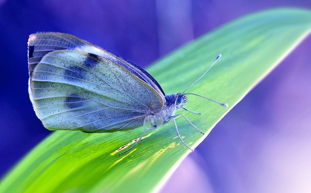 una farfalla blu è su una foglia verde